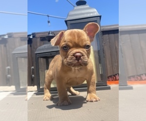 French Bulldog Puppy for sale in LA HABRA, CA, USA