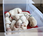 Small Photo #13 Dalmatian Puppy For Sale in KATY, TX, USA