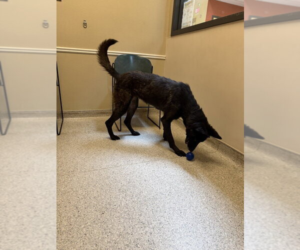 Medium Photo #3 Mutt Puppy For Sale in Imlay City, MI, USA