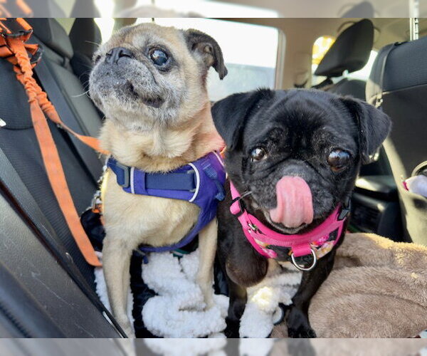 Medium Photo #2 Pug Puppy For Sale in Indianapolis, IN, USA
