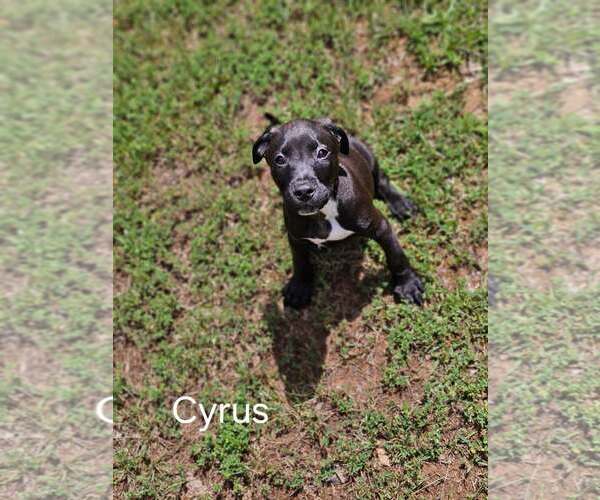 Medium Photo #9 American Staffordshire Terrier-Unknown Mix Puppy For Sale in Holly Springs, NC, USA