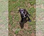 Small #8 American Staffordshire Terrier Mix