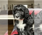 Puppy 3 Goldendoodle-Old English Sheepdog Mix