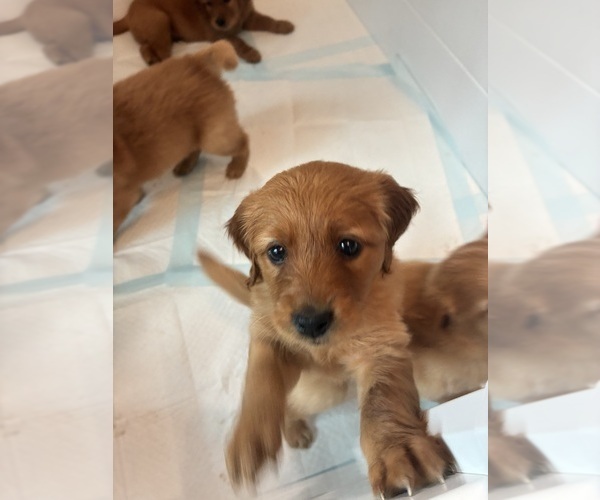 Medium Photo #7 Golden Labrador-Goldendoodle Mix Puppy For Sale in GROVE CITY, OH, USA