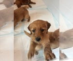 Small #6 Golden Labrador-Goldendoodle Mix