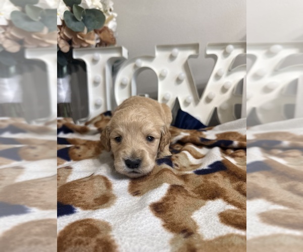 Medium Photo #9 Goldendoodle (Miniature) Puppy For Sale in NOBLESVILLE, IN, USA