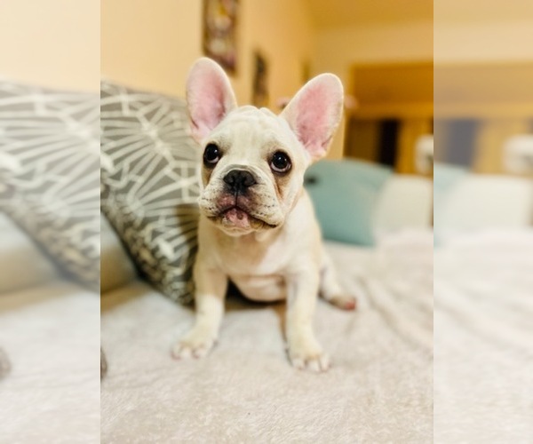 Medium Photo #18 French Bulldog Puppy For Sale in CLEARWATER, FL, USA