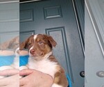 Small #8 Australian Shepherd