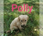 Puppy Polly Golden Retriever