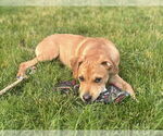 Small #1 Mastiff Mix