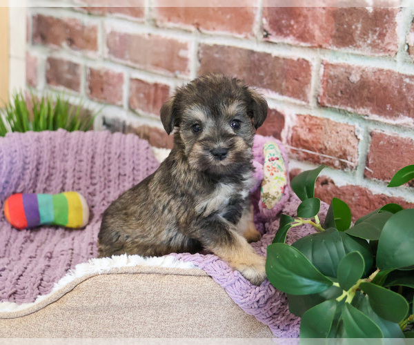 Medium Photo #1 Schnauzer (Miniature) Puppy For Sale in SYRACUSE, IN, USA