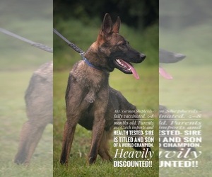 German Shepherd Dog Puppy for sale in DONGOLA, IL, USA