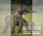 Small German Shepherd Dog