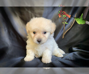 Maltese-Maltipoo Mix Puppy for sale in SAN FRANCISCO, CA, USA