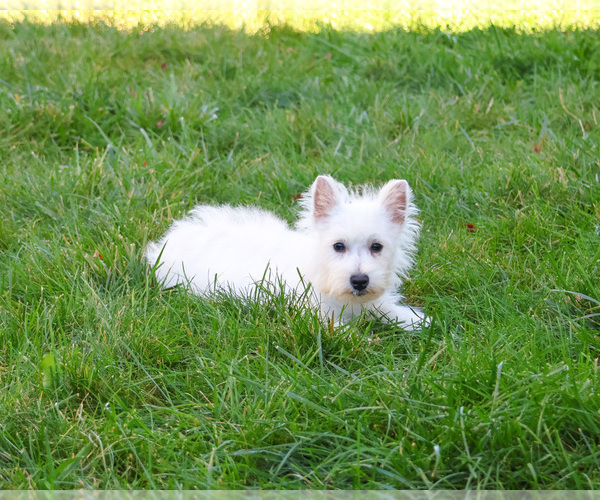 Medium Photo #4 West Highland White Terrier Puppy For Sale in SYRACUSE, IN, USA