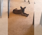 Small Photo #8 Belgian Malinois Puppy For Sale in SQUAW VALLEY, CA, USA