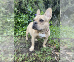 Small Photo #1 French Bulldog Puppy For Sale in CORRALITOS, CA, USA