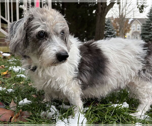 Medium Photo #2 Dachshund-Unknown Mix Puppy For Sale in Clarkston, MI, USA
