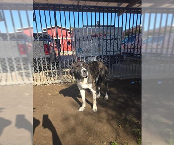 Medium Photo #1 Great Pyrenees-Unknown Mix Puppy For Sale in Riverside, CA, USA