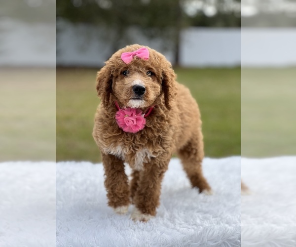 Medium Photo #2 Goldendoodle (Miniature) Puppy For Sale in FROSTPROOF, FL, USA