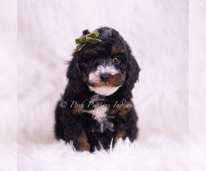 Medium Poodle (Miniature)