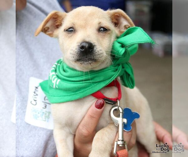 Medium Photo #3 Chihuahua-Unknown Mix Puppy For Sale in Washington, DC, USA