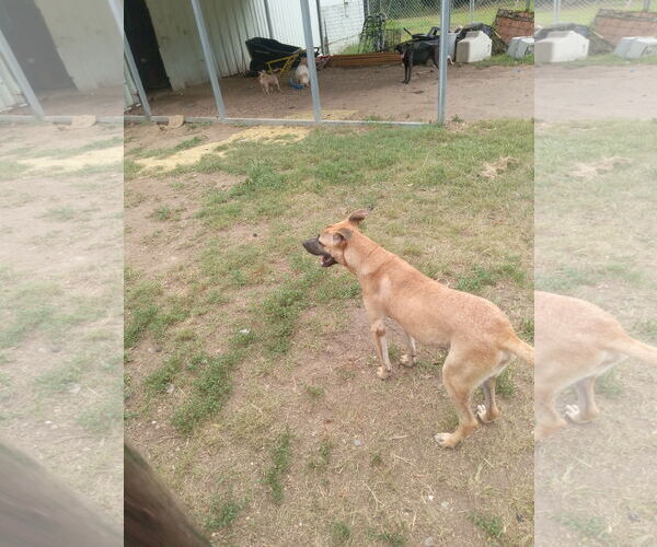 Medium Photo #1 German Shepherd Dog-Unknown Mix Puppy For Sale in Bonifay, MO, USA