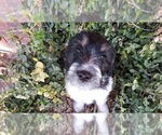 Small Photo #9 Pyredoodle Puppy For Sale in PAYETTE, ID, USA