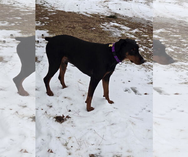 Medium Photo #4 Doberman Pinscher Puppy For Sale in Minneaoplis, MN, USA
