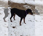 Small #3 Doberman Pinscher