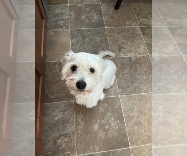 Medium Photo #3 Maltese-Unknown Mix Puppy For Sale in Andover, MN, USA