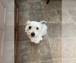 Small #2 Maltese Mix