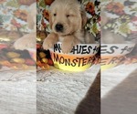 Small Photo #1 English Cream Golden Retriever Puppy For Sale in CHUBBUCK, ID, USA