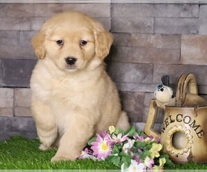 Golden Retriever Puppy for sale in FREDERICKSBG, OH, USA