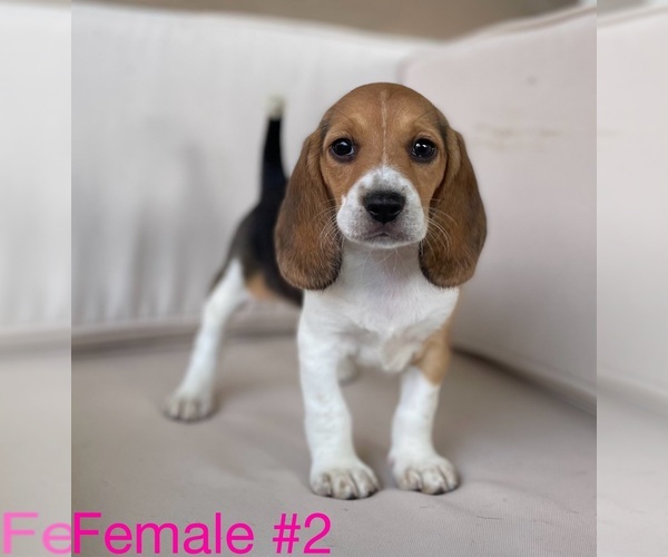 Medium Photo #1 Beagle Puppy For Sale in MOSES LAKE, WA, USA