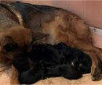 Small Photo #8 German Shepherd Dog Puppy For Sale in MERCED, CA, USA