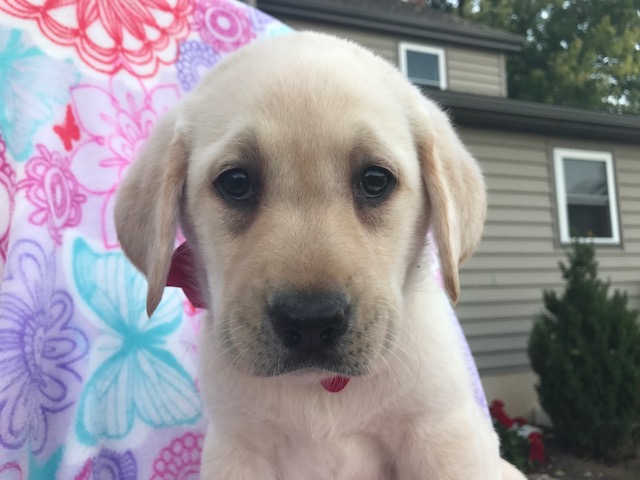 Medium Photo #1 Labrador Retriever Puppy For Sale in QUARRYVILLE, PA, USA