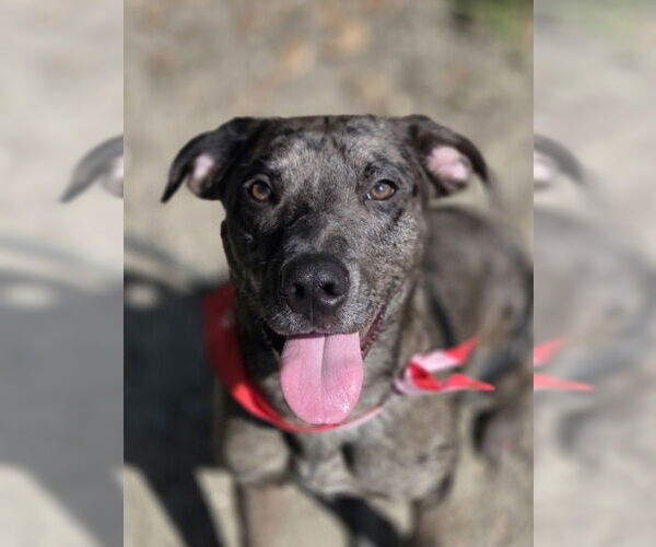 Medium Photo #2 Catahoula Leopard Dog Puppy For Sale in Oakhurst, NJ, USA