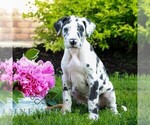 Small #2 Great Dane