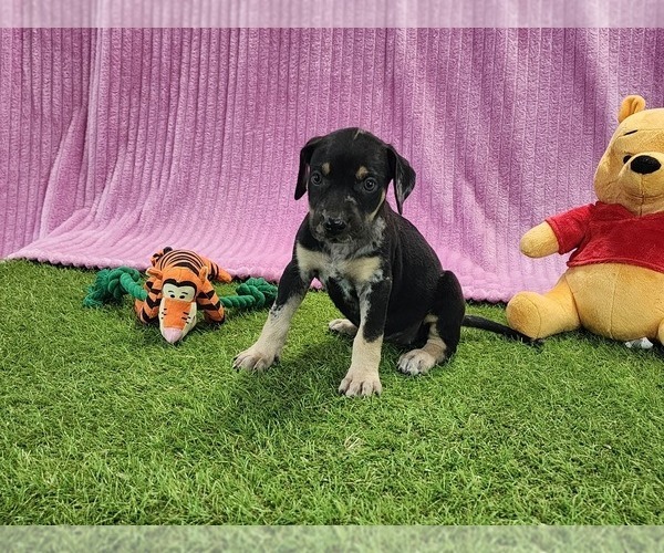 Medium Photo #12 Catahoula Leopard Dog Puppy For Sale in CUMBY, TX, USA