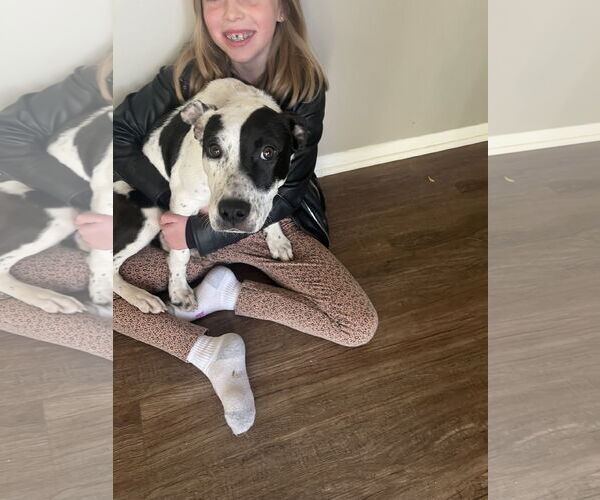 Medium Photo #3 Mutt Puppy For Sale in Brooklyn Center, MN, USA