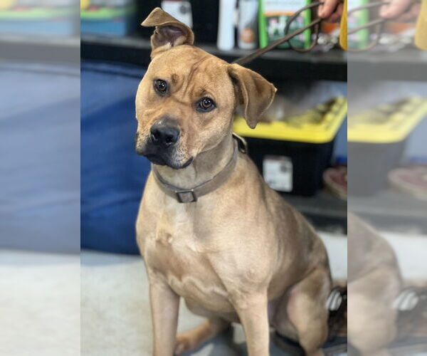 Medium Photo #4 Mutt Puppy For Sale in Dana Point, CA, USA