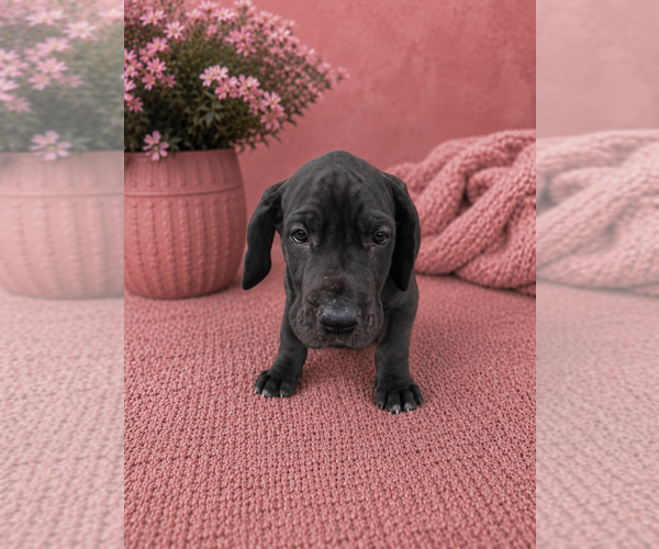 Medium Photo #11 Great Dane Puppy For Sale in TEMECULA, CA, USA