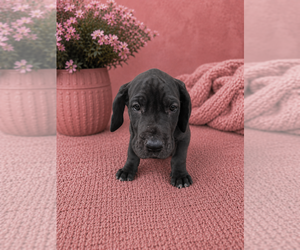 Medium Great Dane