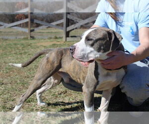 Chubbs - Male Mutt Dog for Adoption - Photo #14