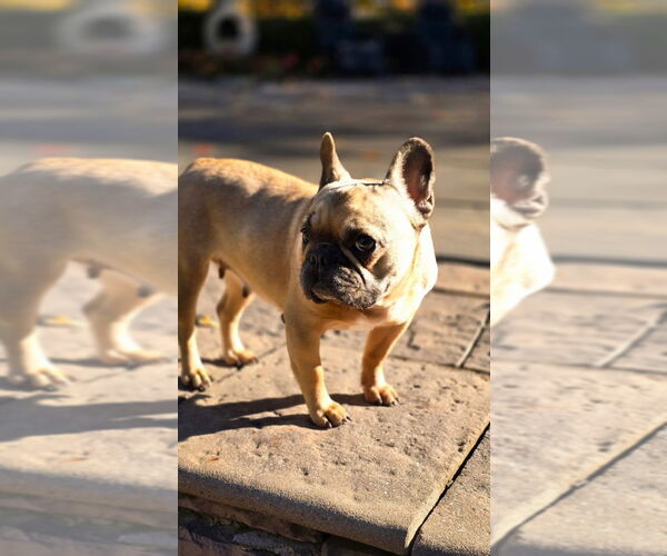 Medium Photo #5 French Bulldog Puppy For Sale in Brights Grove, Ontario, Canada