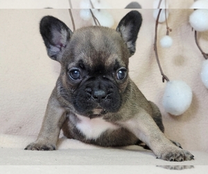 French Bulldog Puppy for sale in NEW YORK, NY, USA