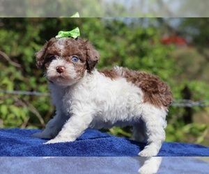 Poodle (Toy) Puppy for sale in DYERSBURG, TN, USA