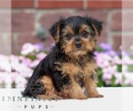 Small #2 Yorkshire Terrier