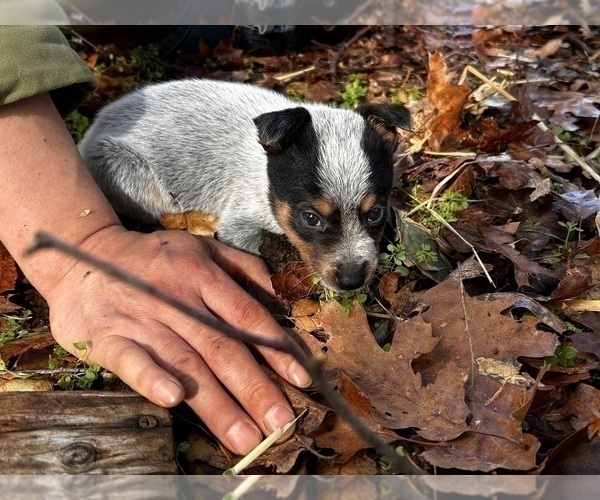 Medium Photo #4 Australian Cattle Dog Puppy For Sale in OREGON HOUSE, CA, USA